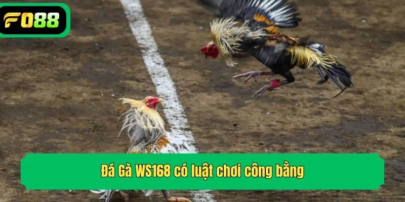 Đá Gà WS168 có luật chơi công bằng