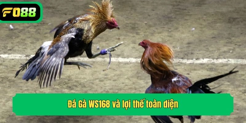 Đá Gà WS168 và lợi thế toàn diện